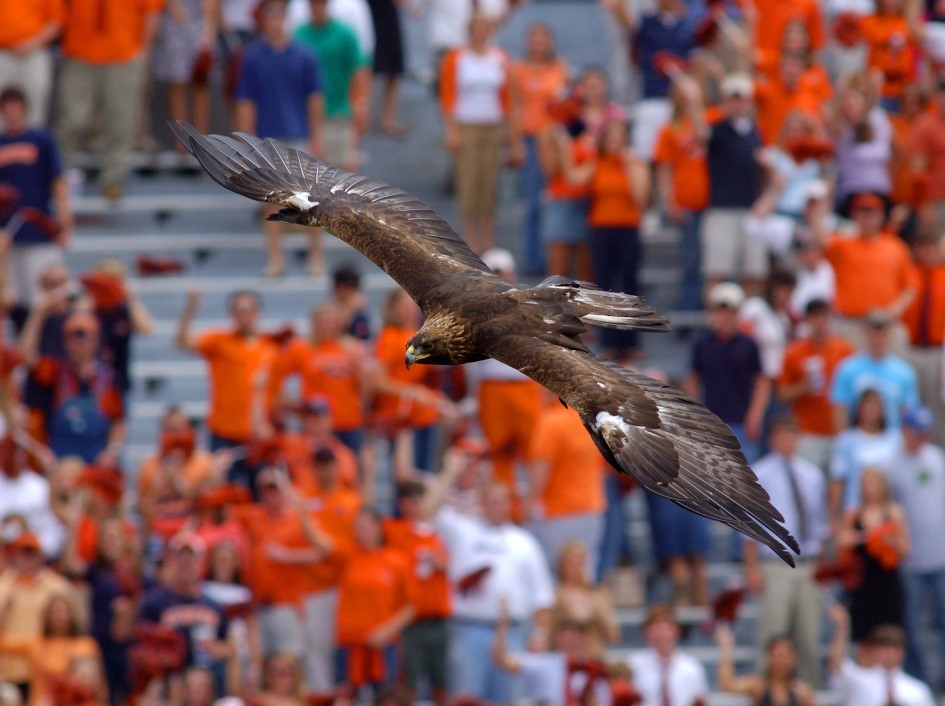 Eagle in stadium flight