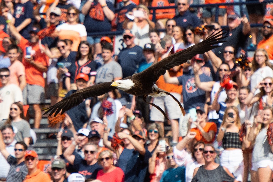 Eagle flying over crowd