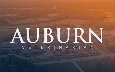 Auburn Vet Med Magazine cover