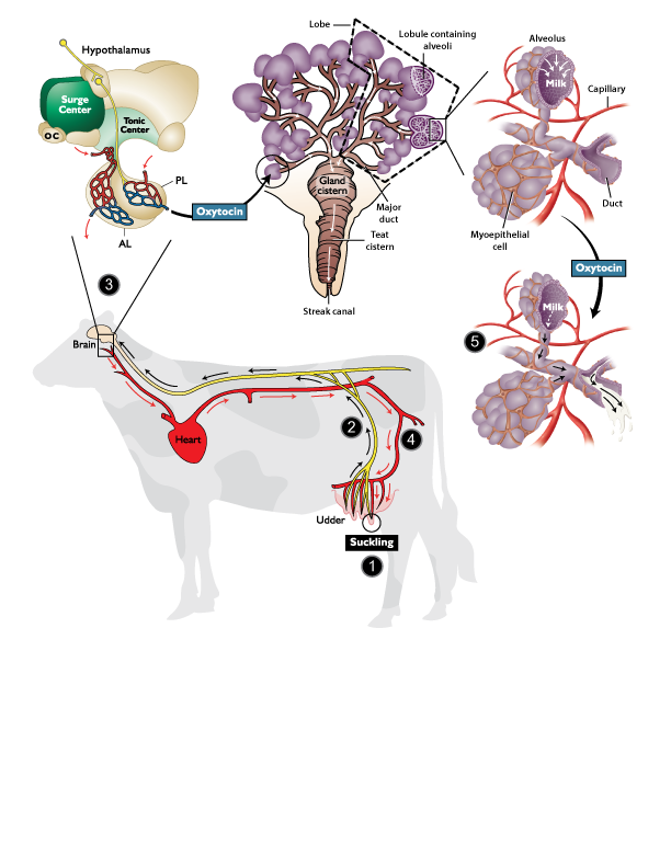 Bovine Reproductive System Image
