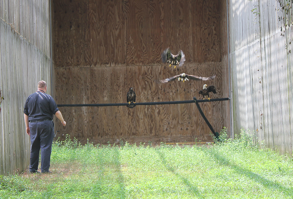 eagle2.web