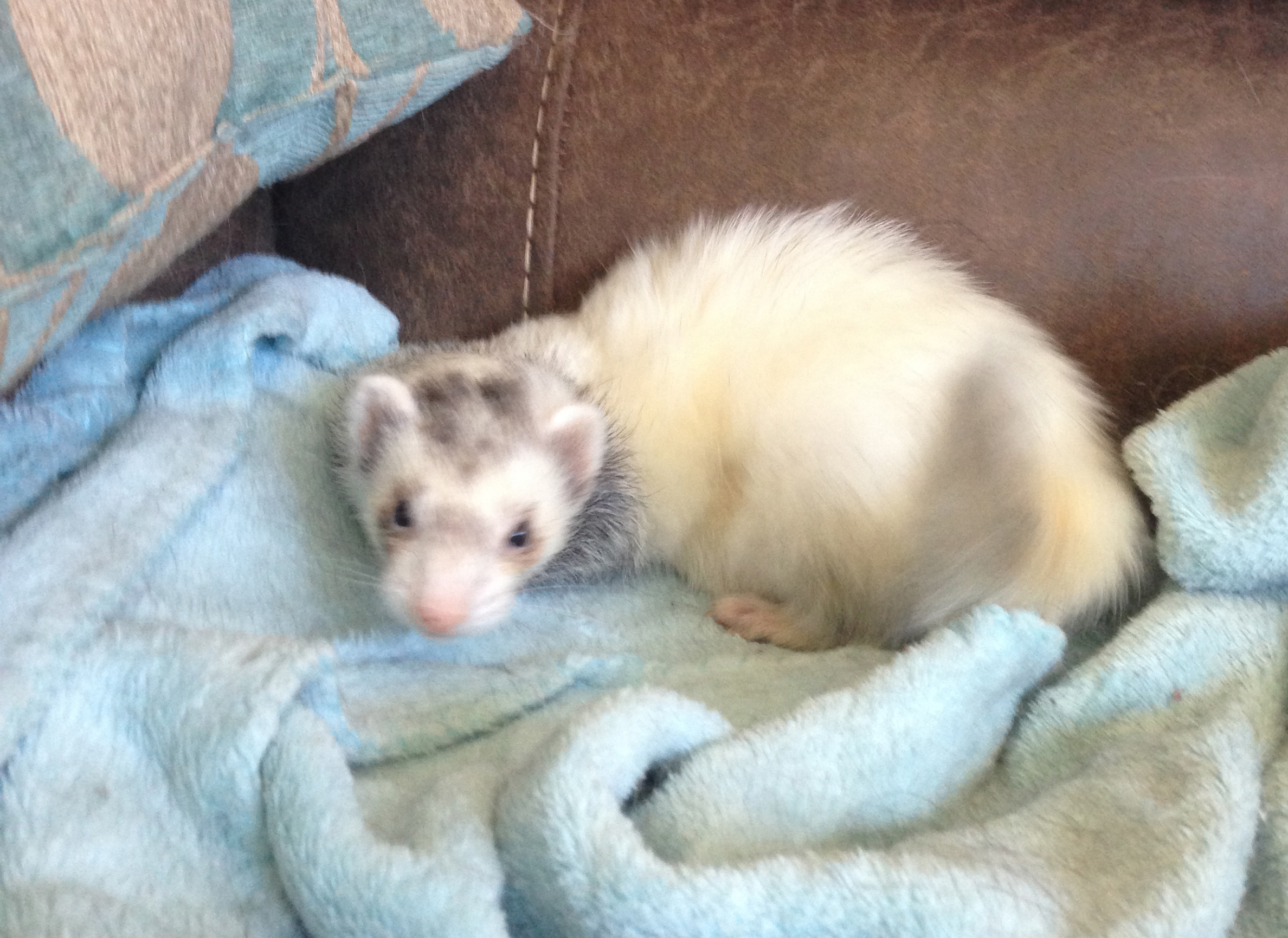 Bailey.Ferret