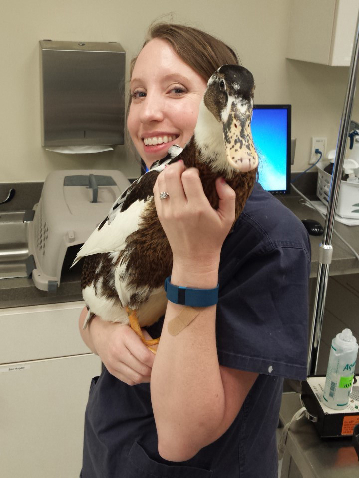 Duck veterinarian near sales me