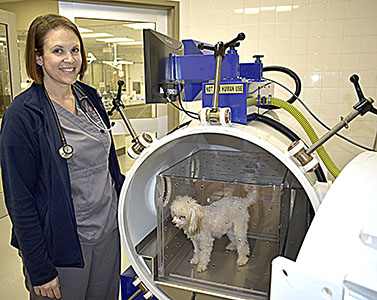 photo of dog in hyperbaric oxygen chamber