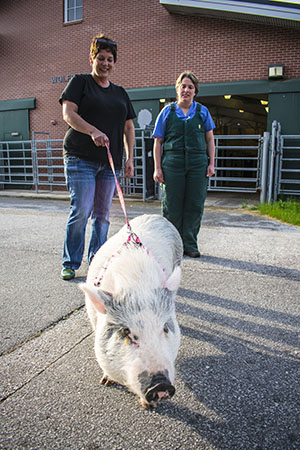 Bacon is discharged from the CVM