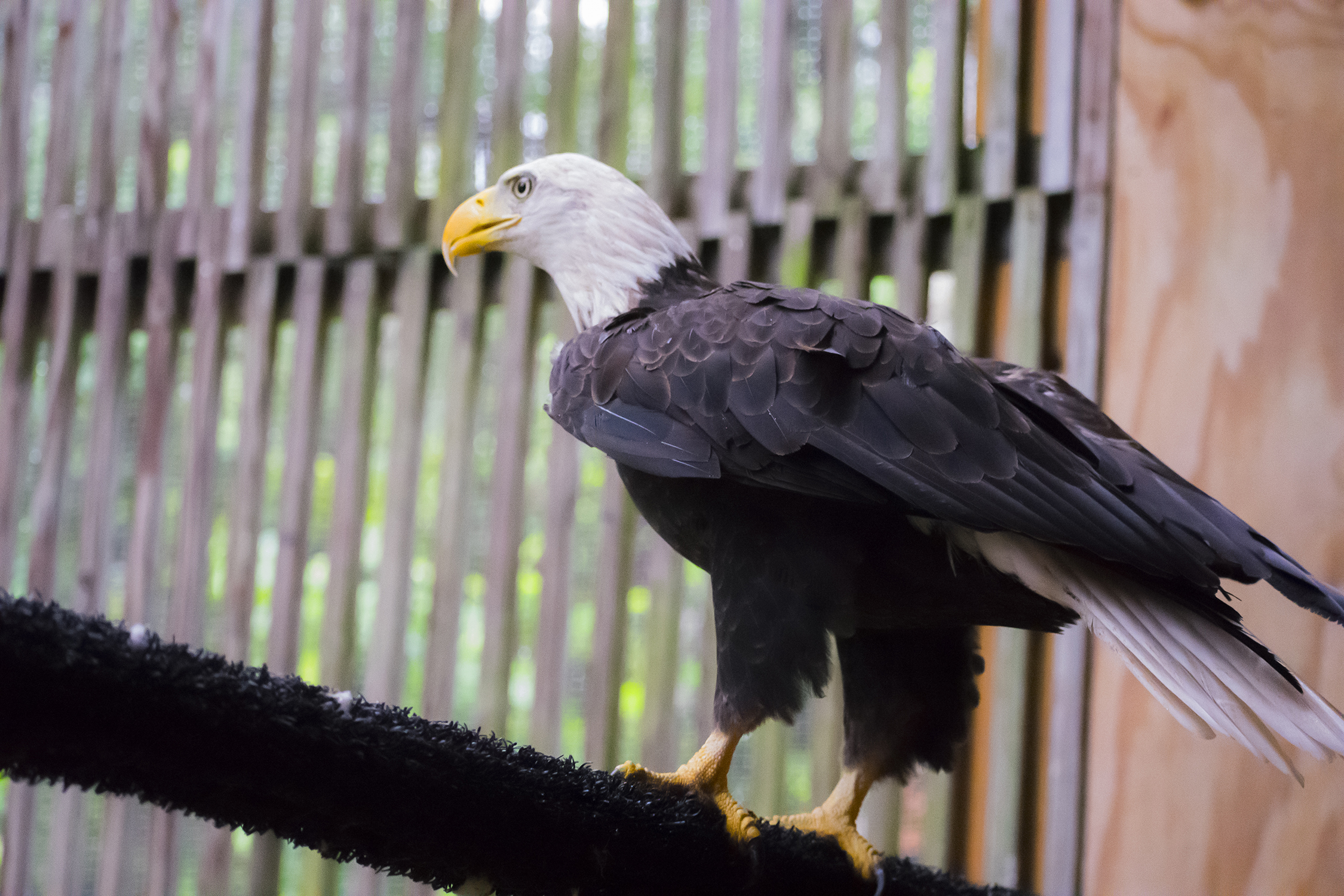 Photo of Bald Eagle