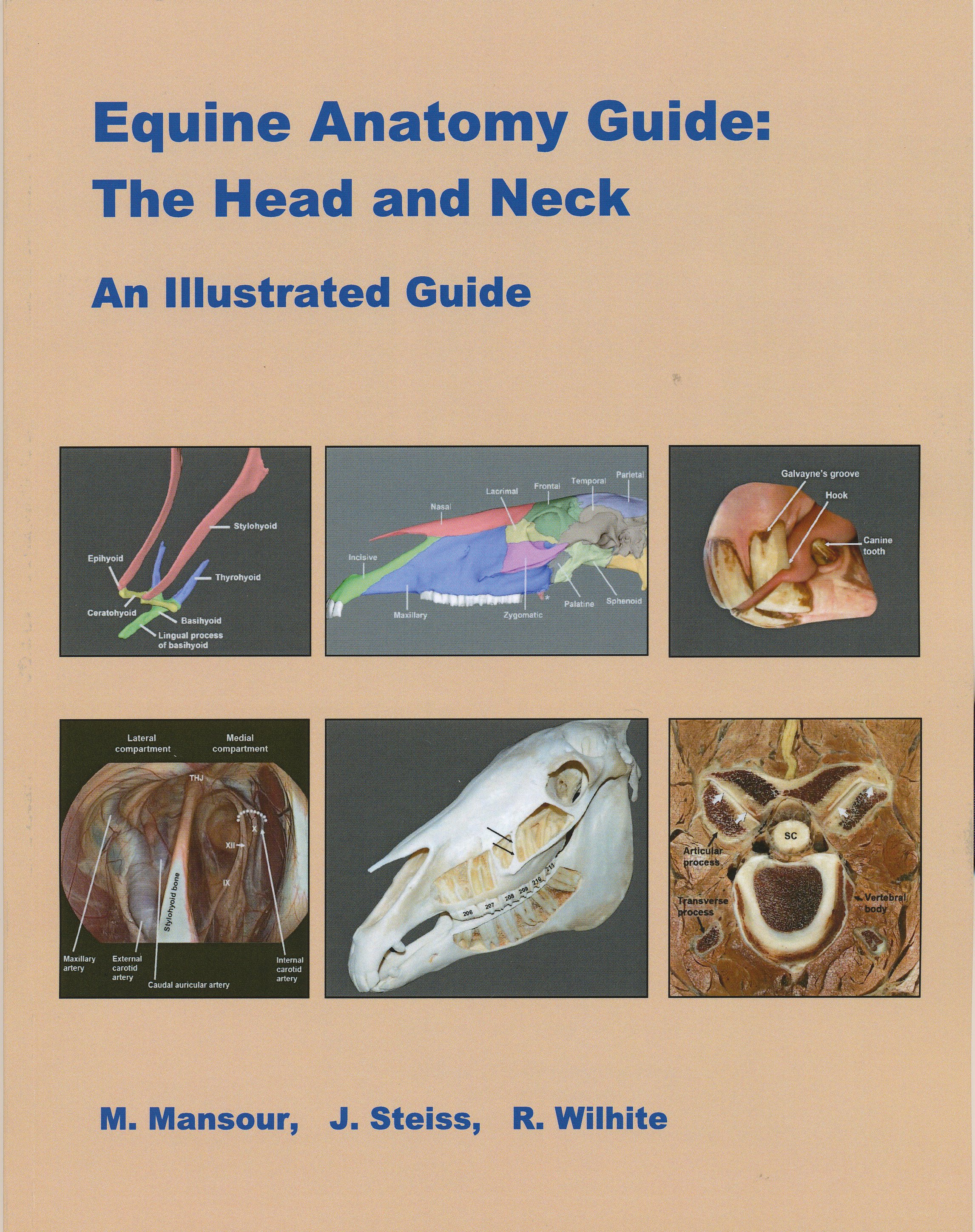 Cover of Equine Anatomy Guide