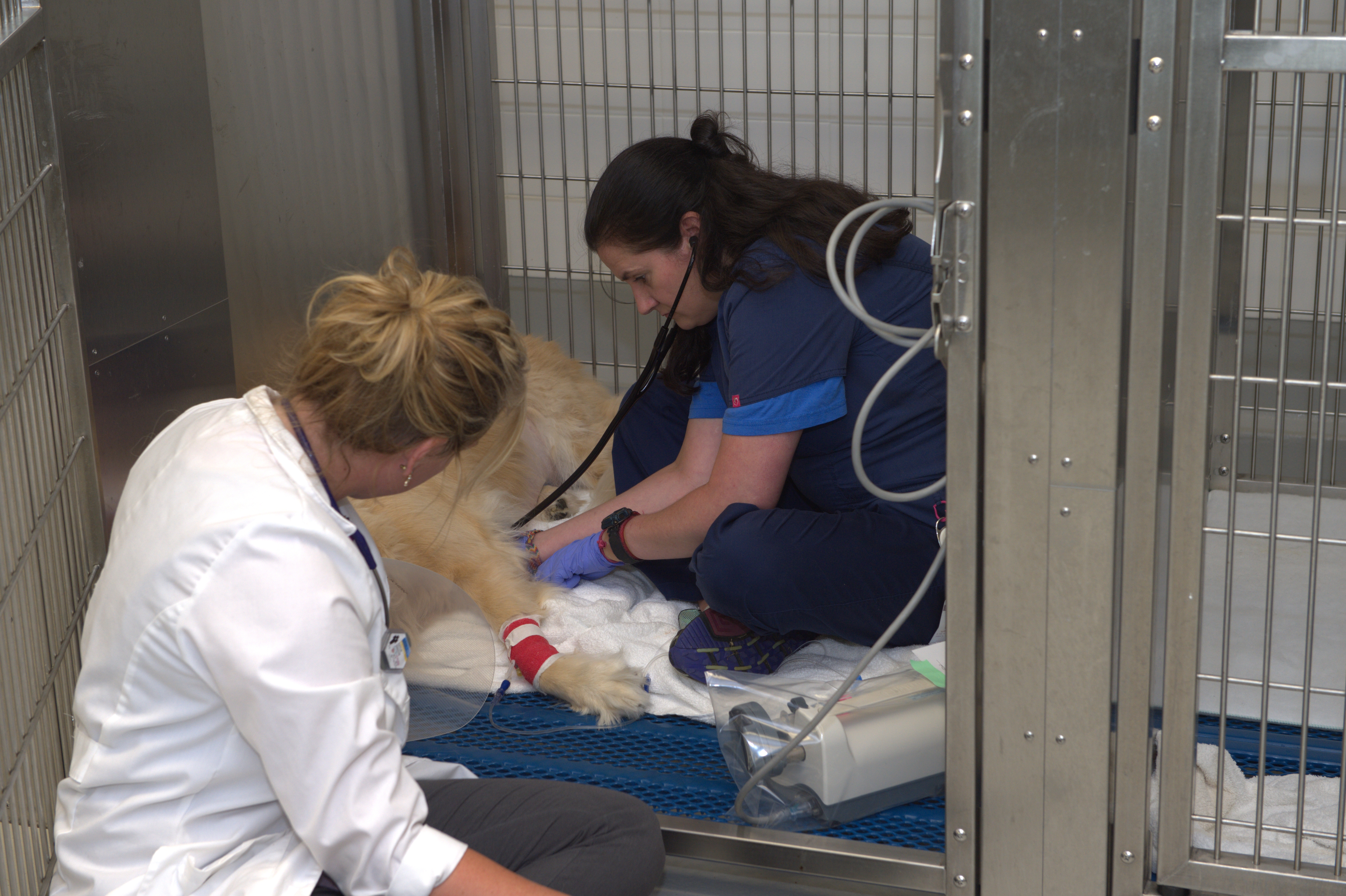 photo of veterinarians caring for a dog in the ER