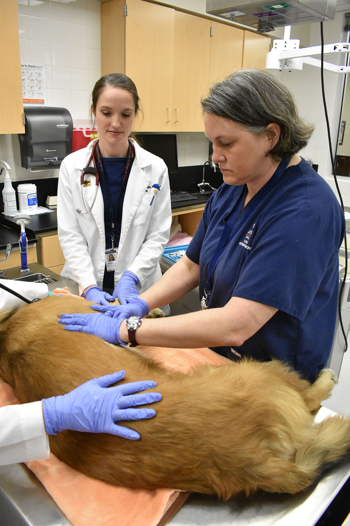 Veterinary technician Missy Streicher, right, and Dr. Amelia White, examine a patient undergoing allergy tests.