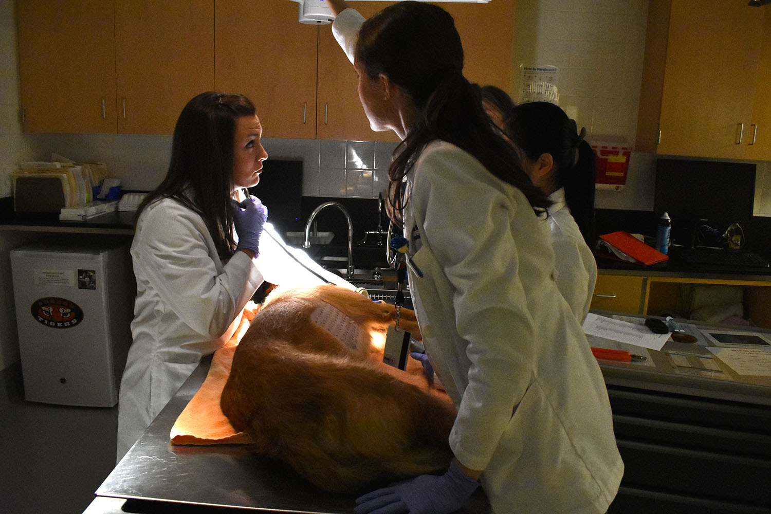 Fourth-year student Heather Darnall, left, monitors a patient's heart rate during anallergy test. 