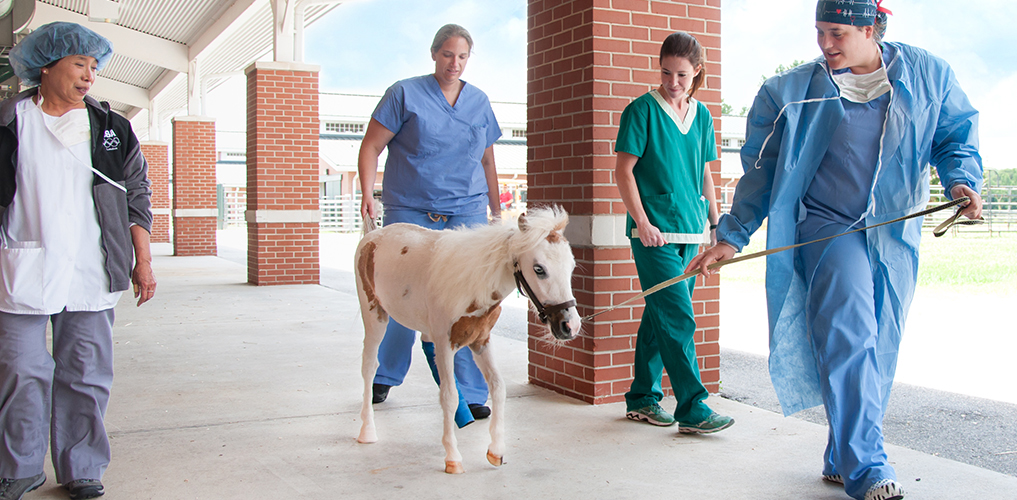 Faculty, staff, and students at the J.T. Vaughan Large Animal Teaching Hospital play a role in Pogo's care.