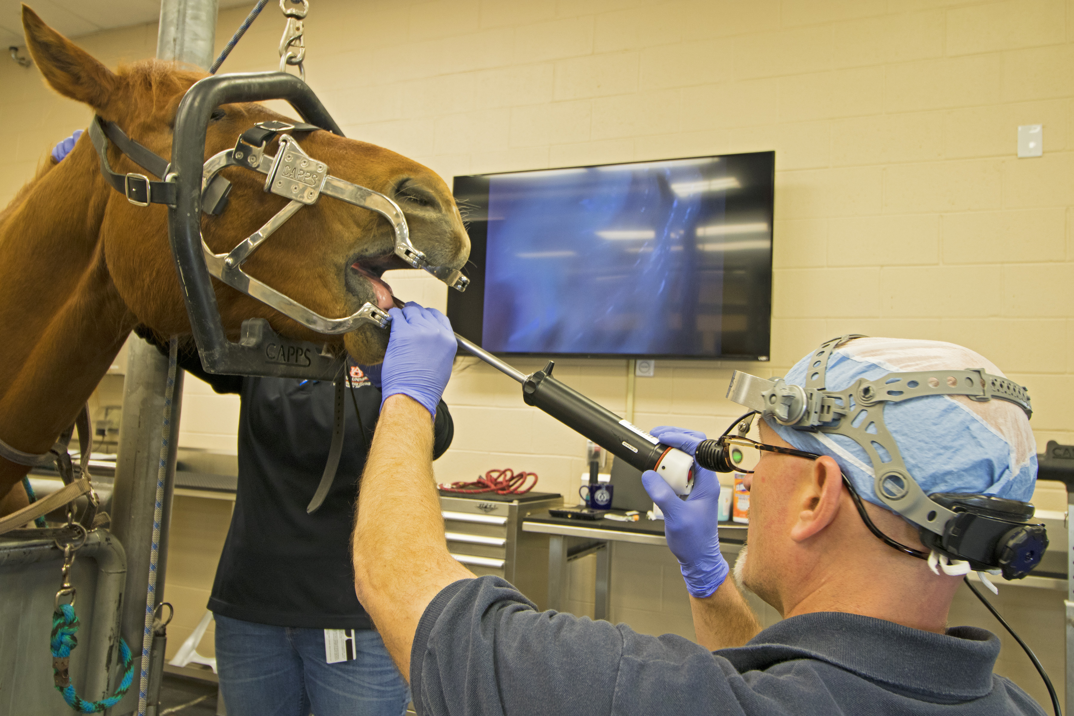 Dr. Fred Caldwell performs a dental scope examination on a horse.