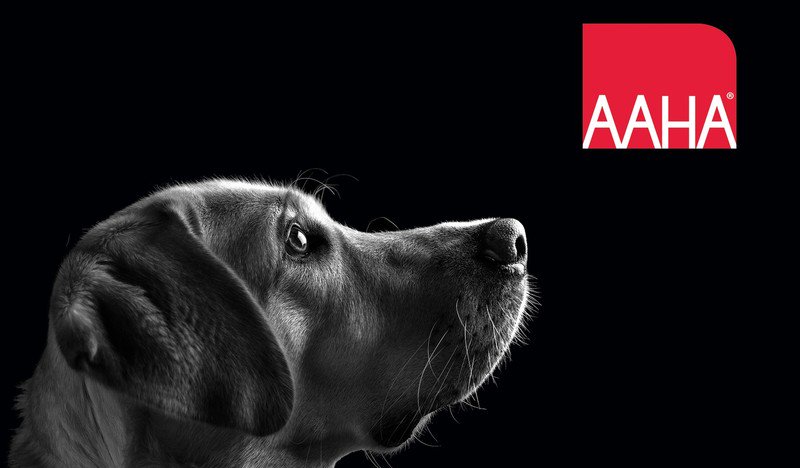 picture of a black lab with the AAHA logo.