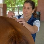Photo of Dr. Lascola performing acupuncture on a horse