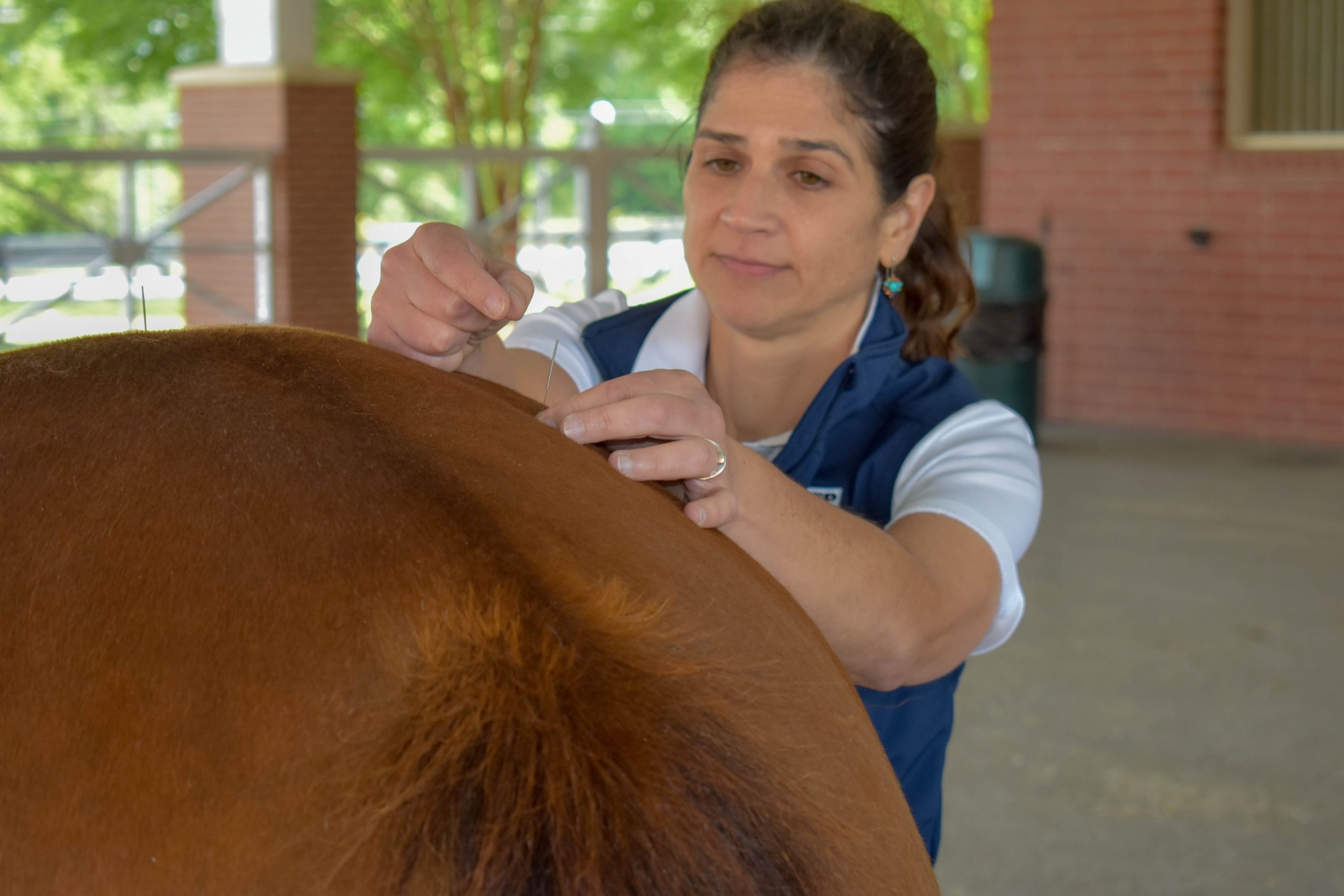 Photo of Dr. Lascola performing acupuncture on a horse
