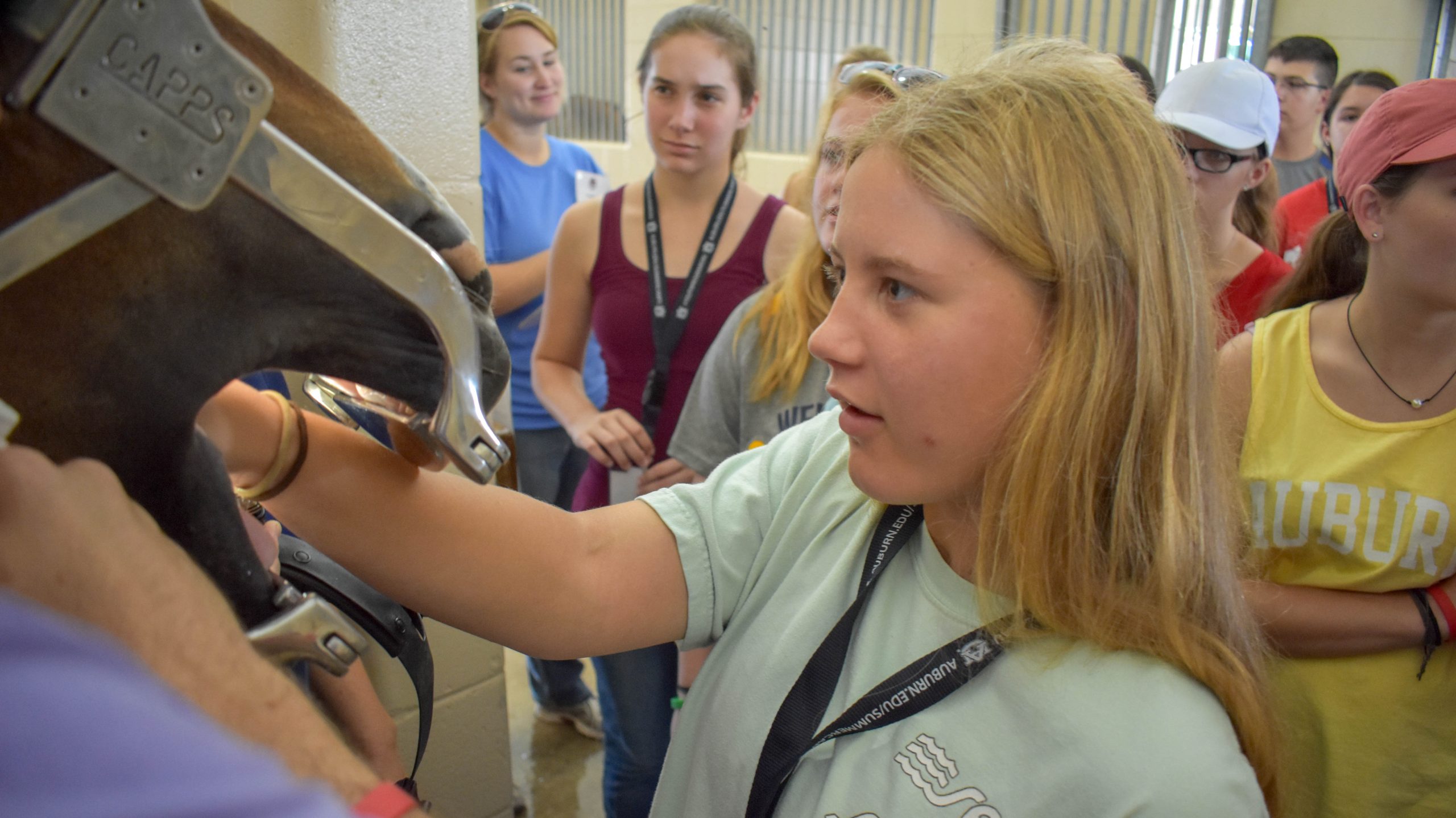 photo of students at vet camp examining a horse