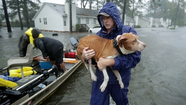 photo of a dog being rescued from flooding