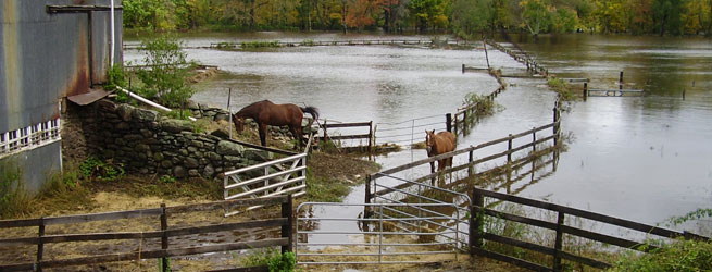 horses in flooded water