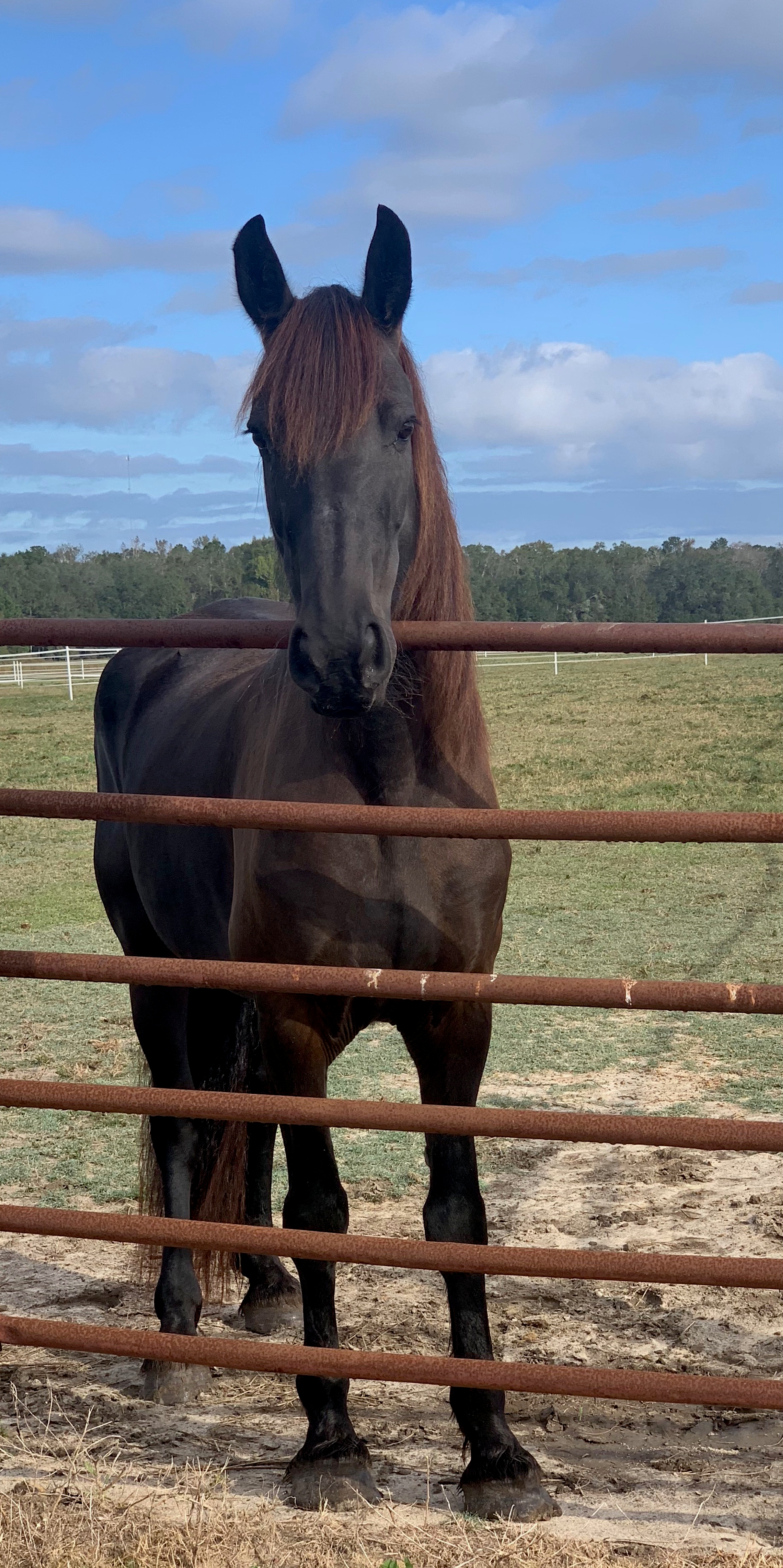Faith, a 10-year-old Friesian mare.