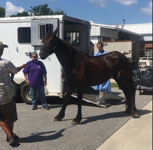 Faith, a 10-year-old Friesian mare.
