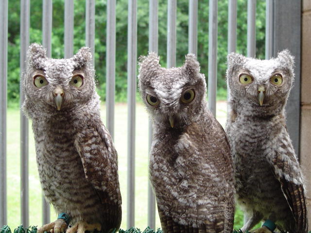 photo of baby owls