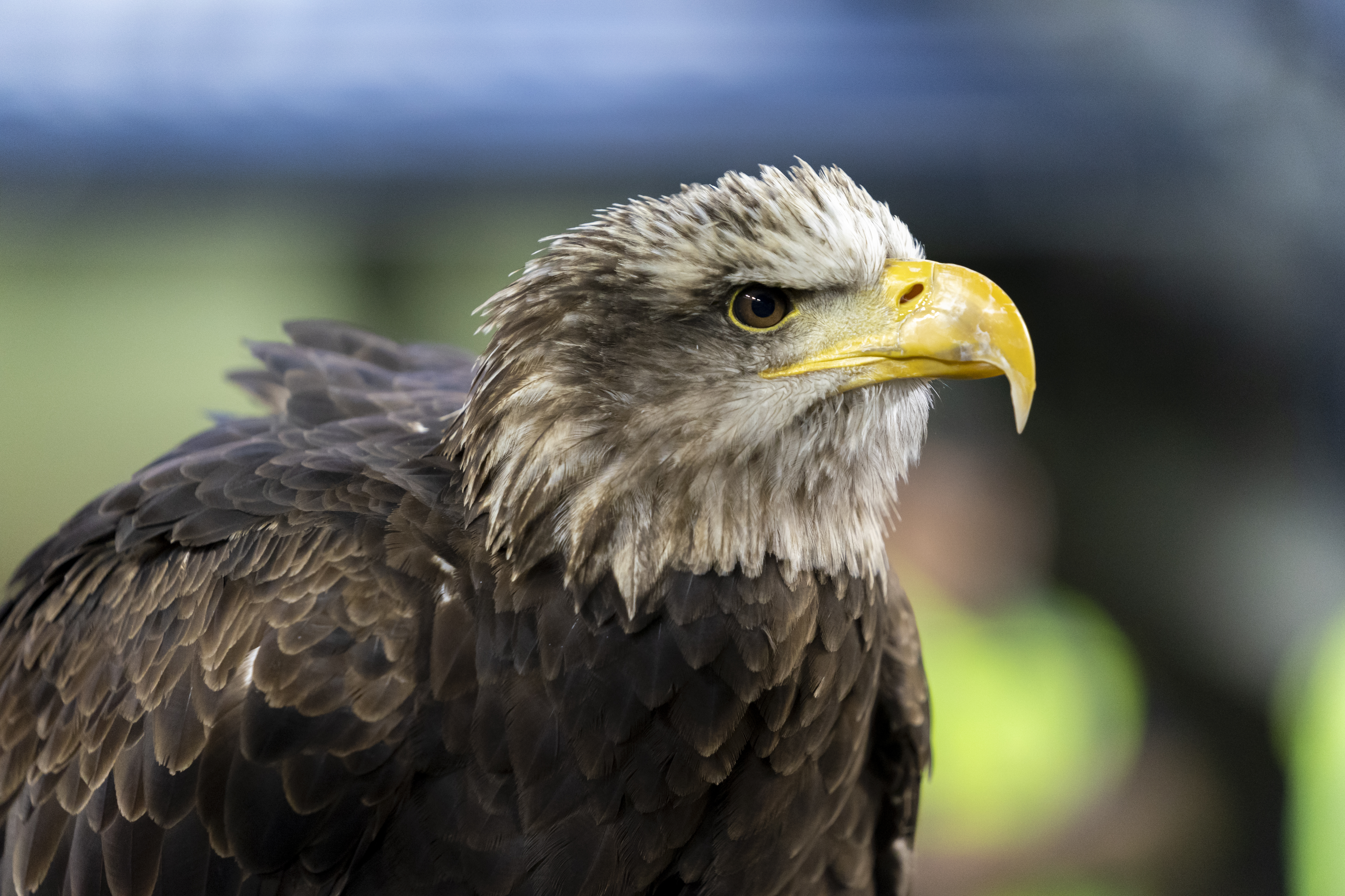 Bald Eagle (Independence)