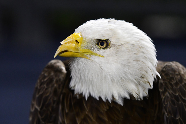 Spirit headshot