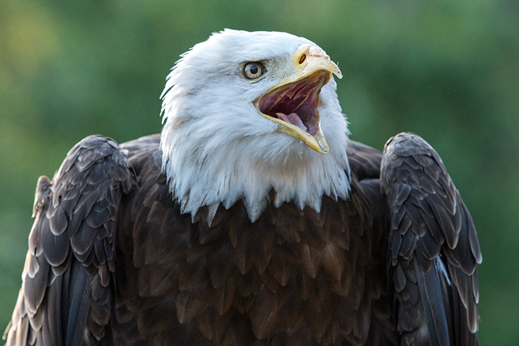 Spirit with open beak