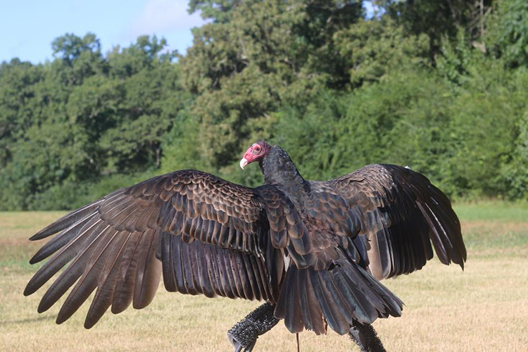 Kramer with wings spread from behind