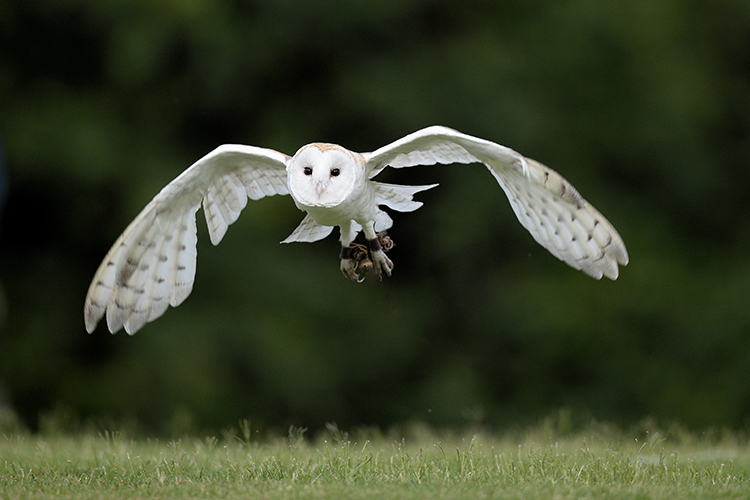 Chaplain flying over field