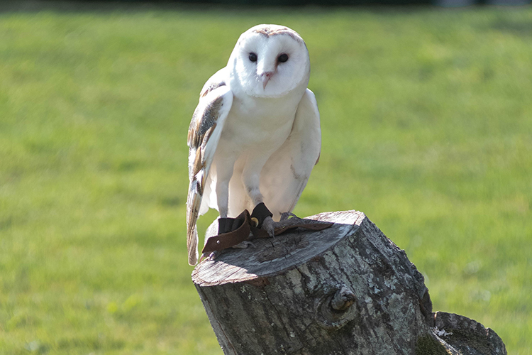 Chaplain sitting on tree stump