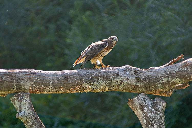 Petey sitting on a log