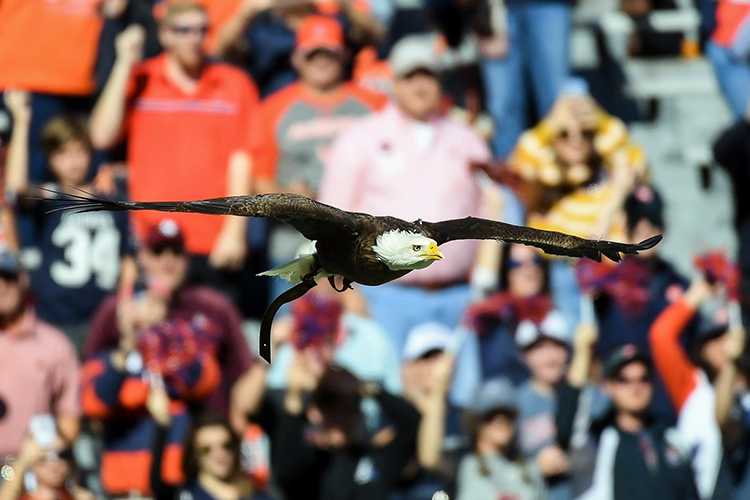 Spirit soaring overhead