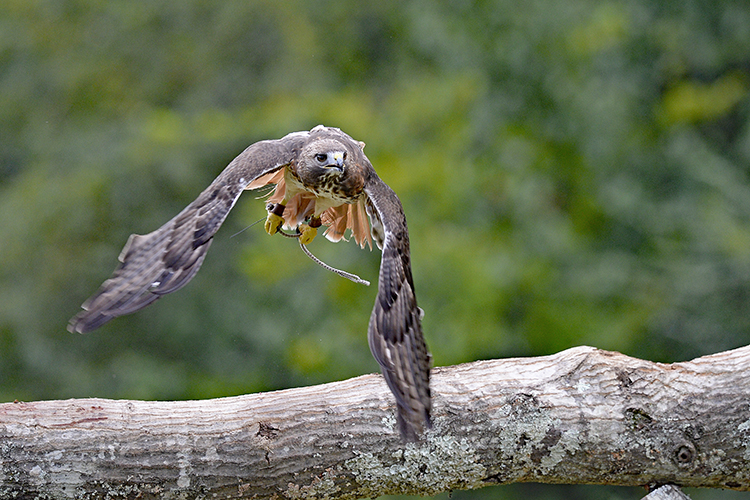 Petey flying over tree