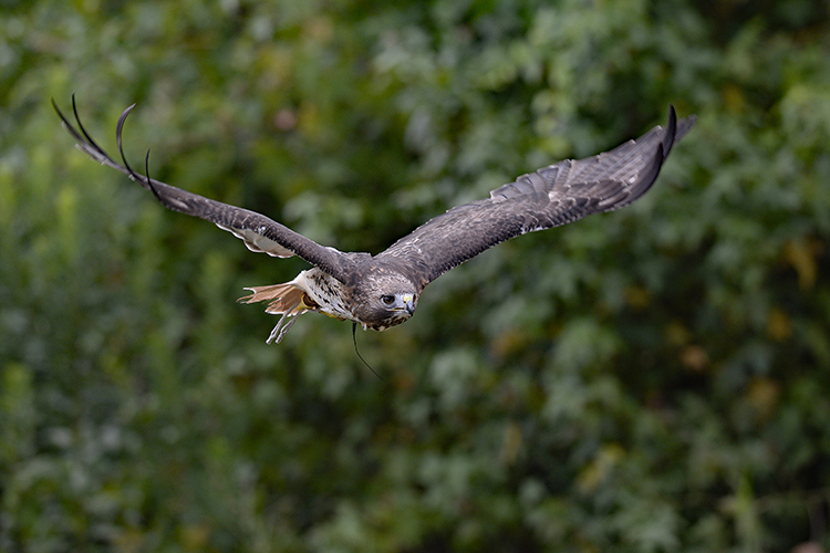 Petey flying