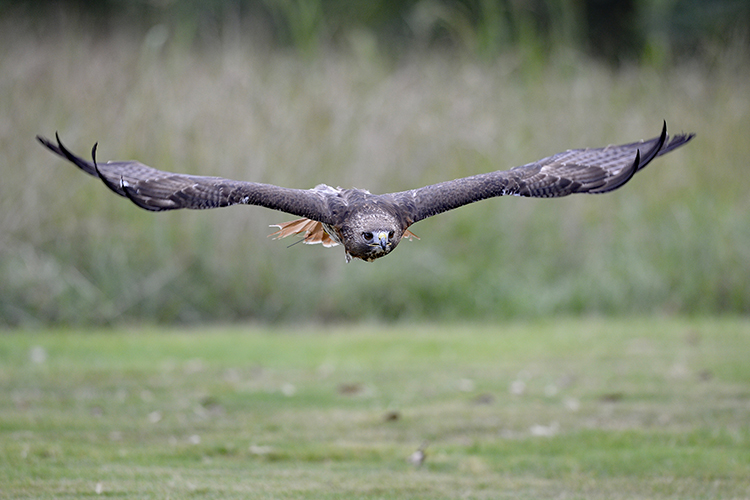 Petey flying over field