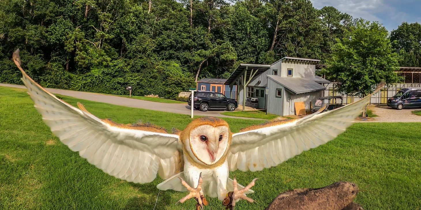 Phantom mid-flight wings spread