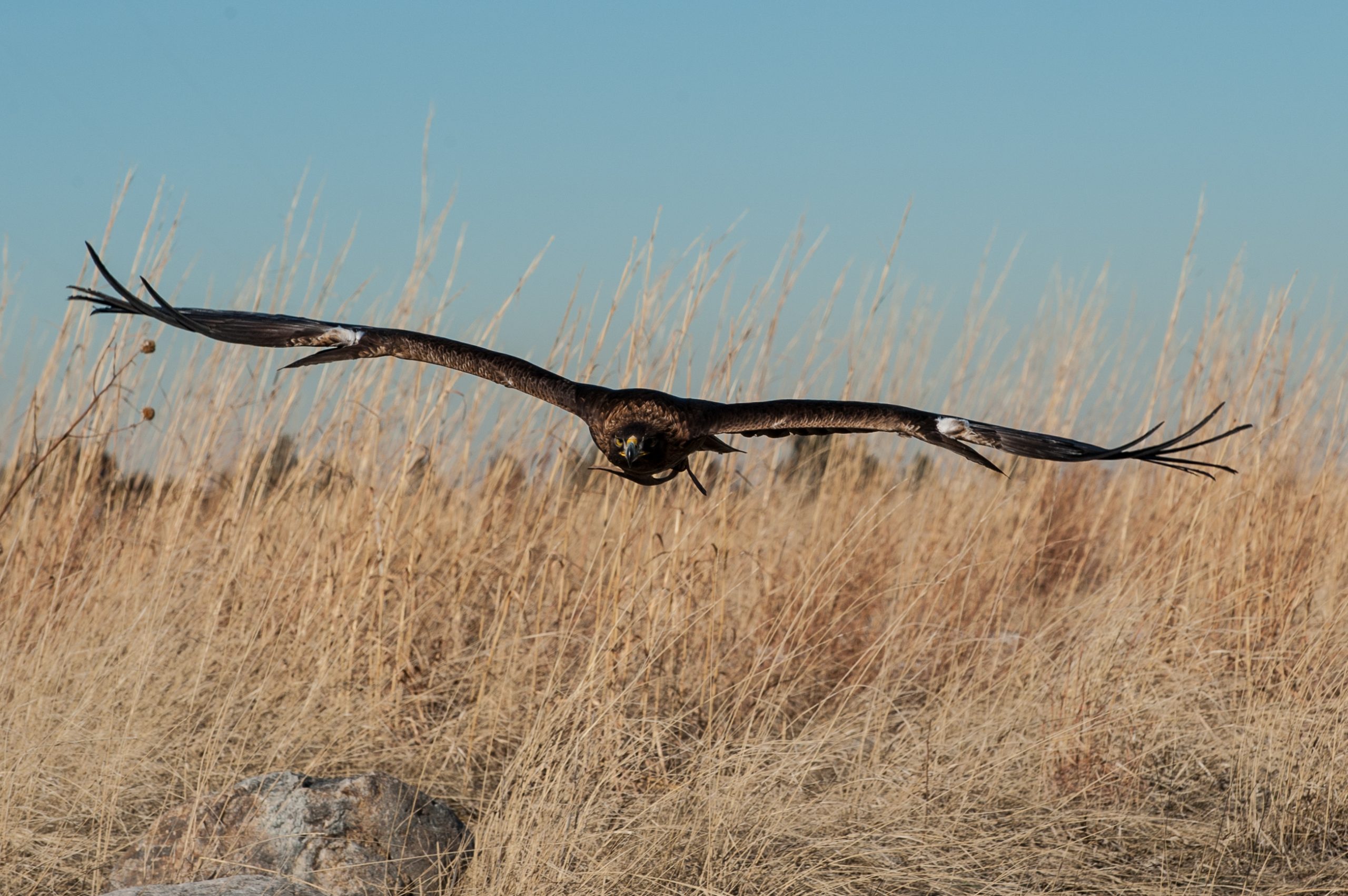 Nova soaring over tall grass