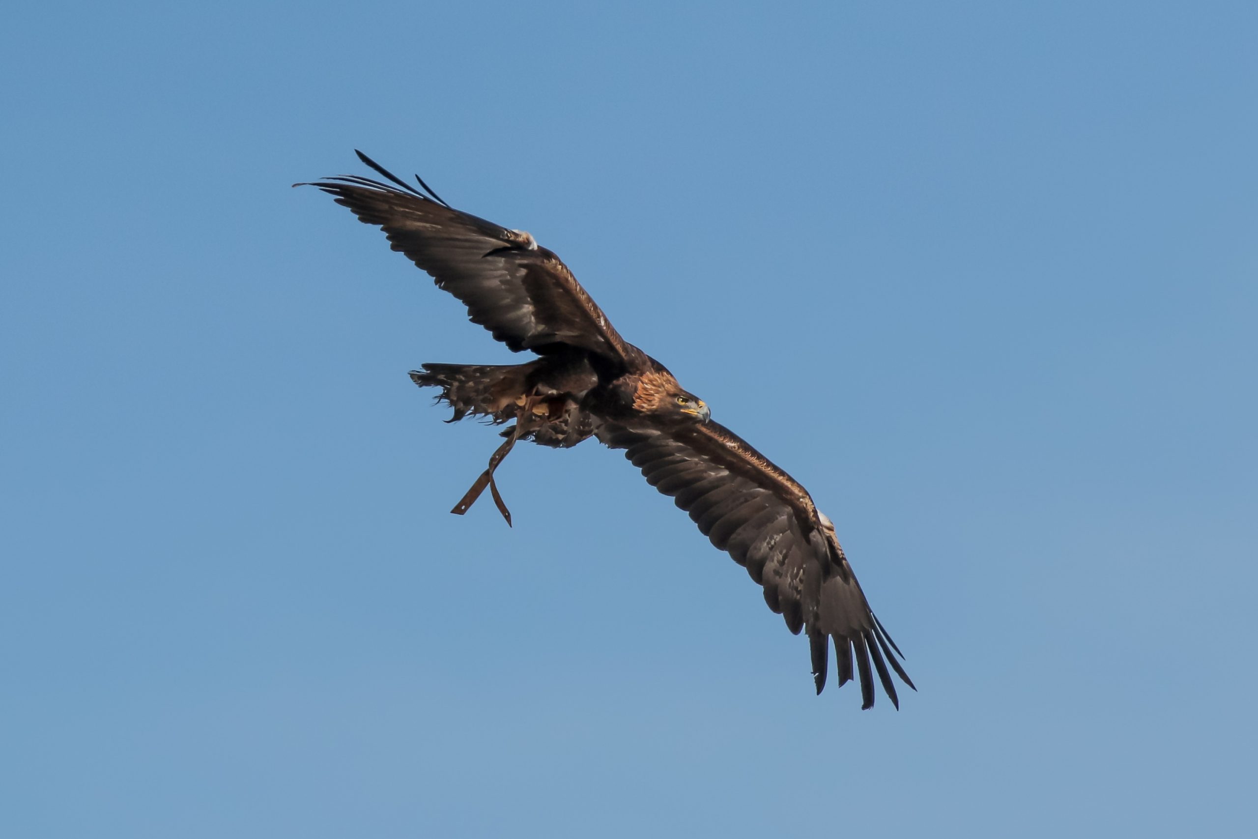 Nova soaring against blue sky