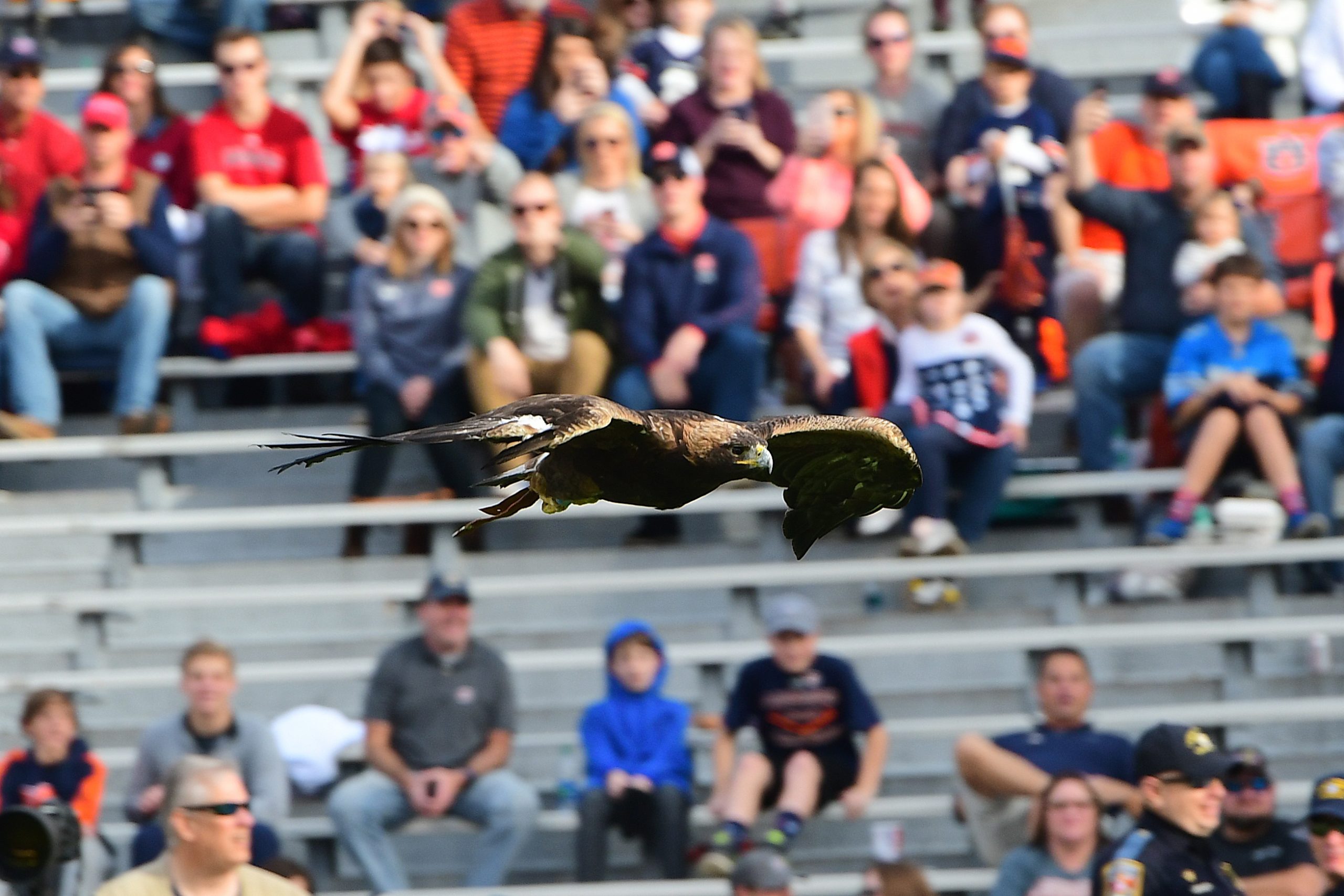 Aurea soaring over crowd