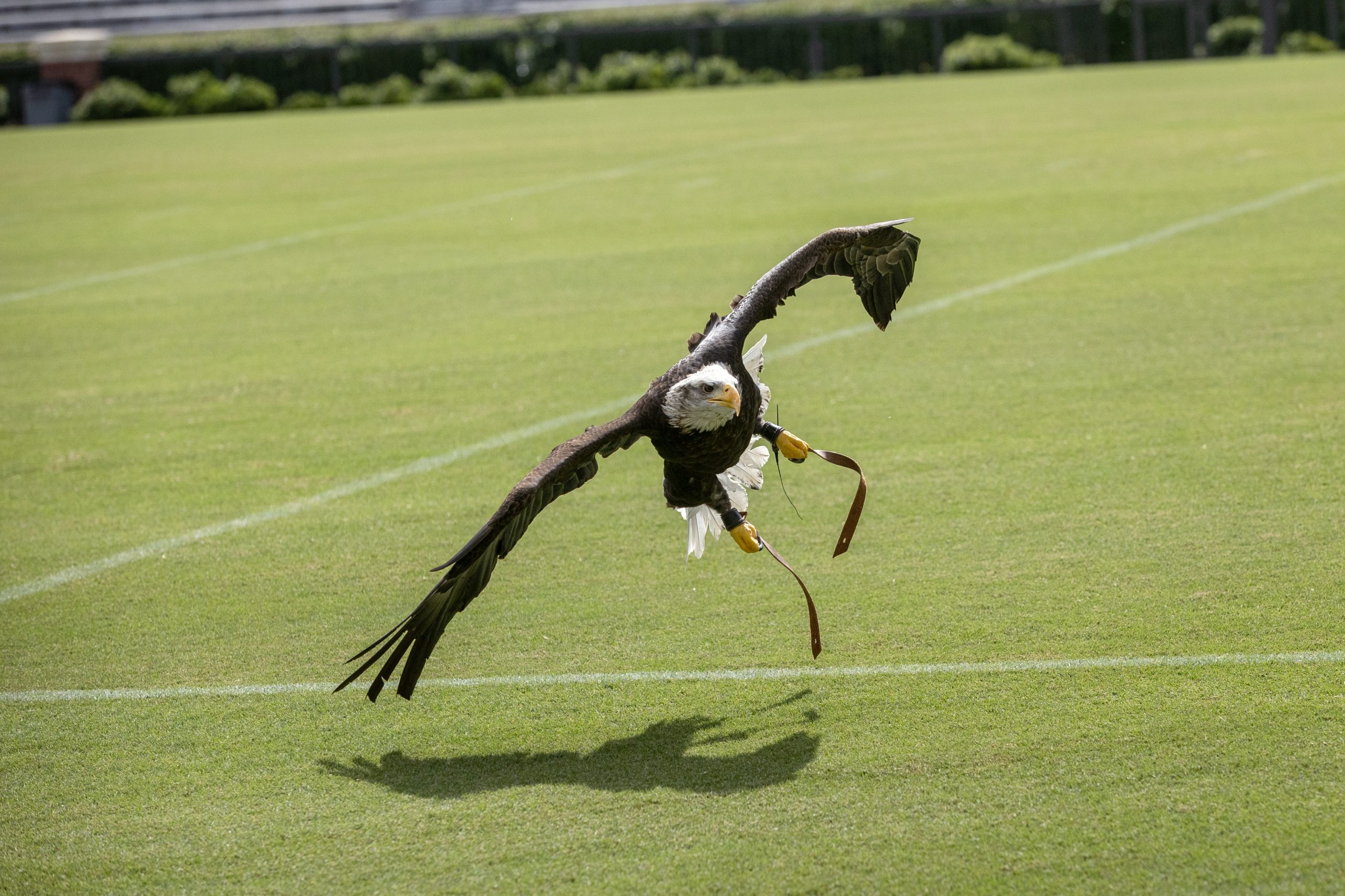Indy landing on the football field