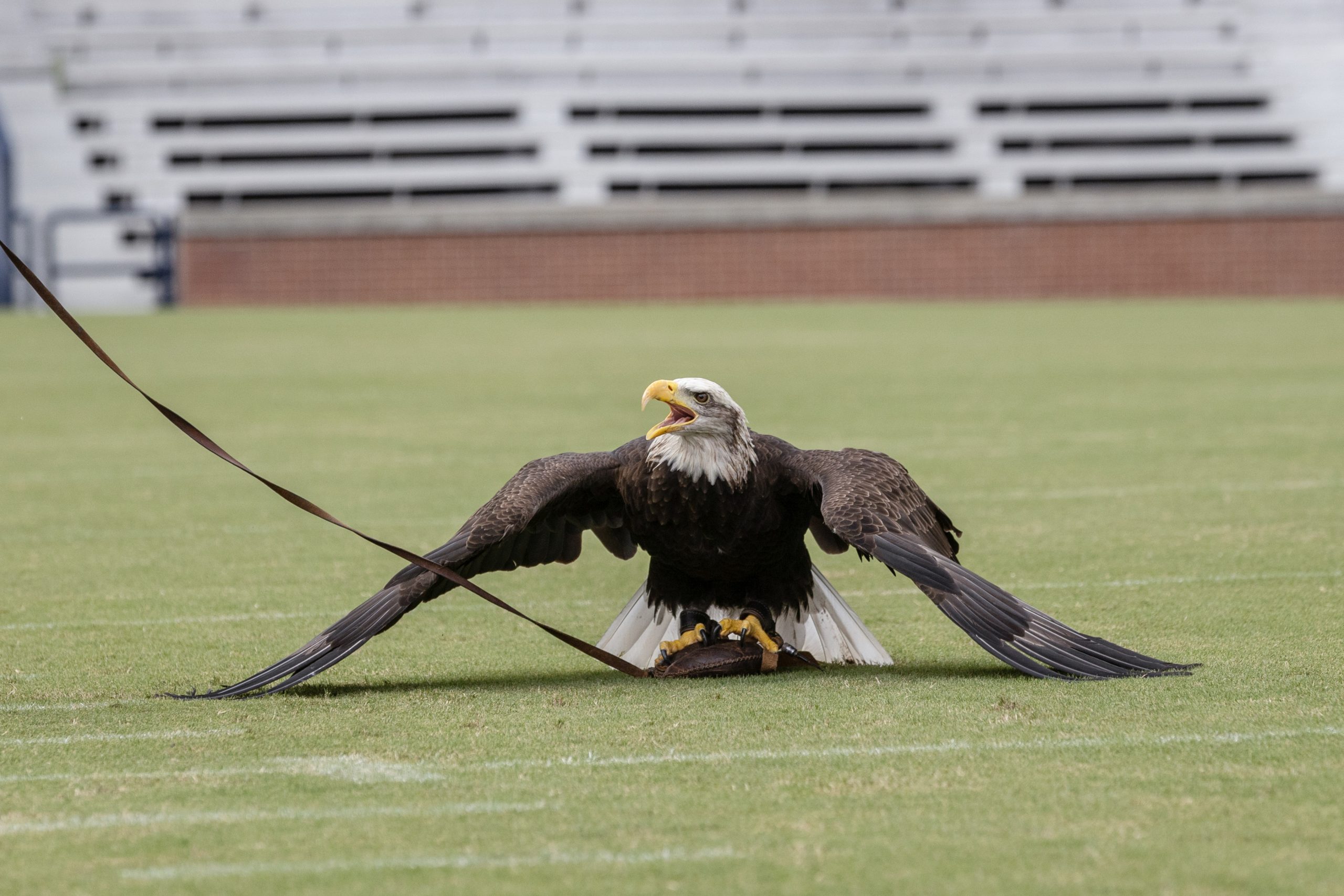 Auburn University College of Veterinary Medicine - 🦅 #Auburn's bald eagle  Spirit has flown alongside our official golden eagles—designated War  Eagles—since her first stadium flight in 2002. In recognition of her service