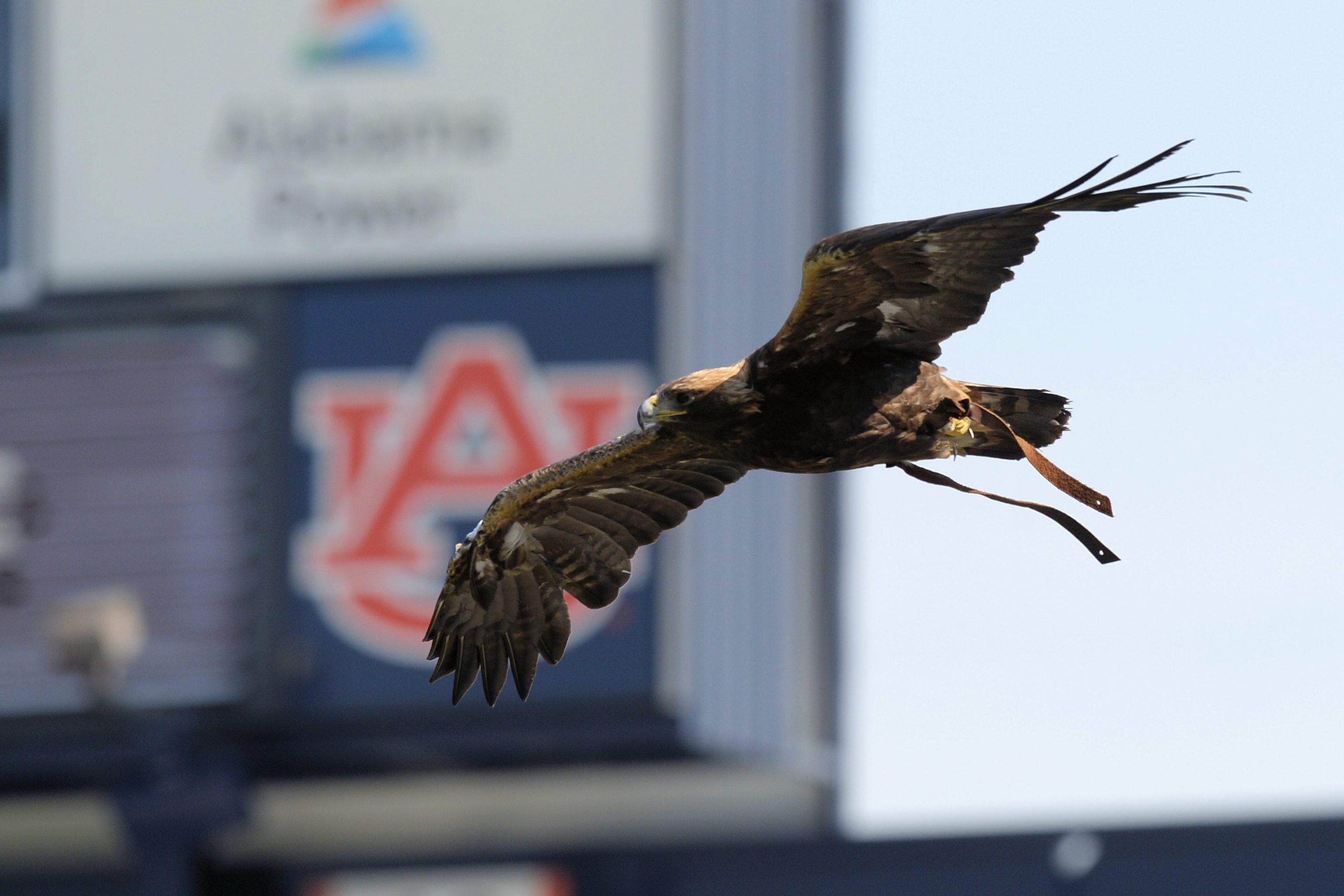 Aurea soaring in stadium