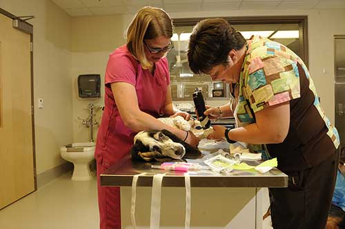 We are a full-service, primary-care veterinary clinic.
