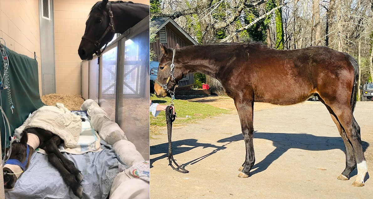 Horse named Rooster in 2020 as a foal and 2021 as adult