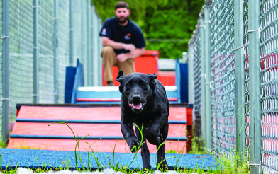 Running dog