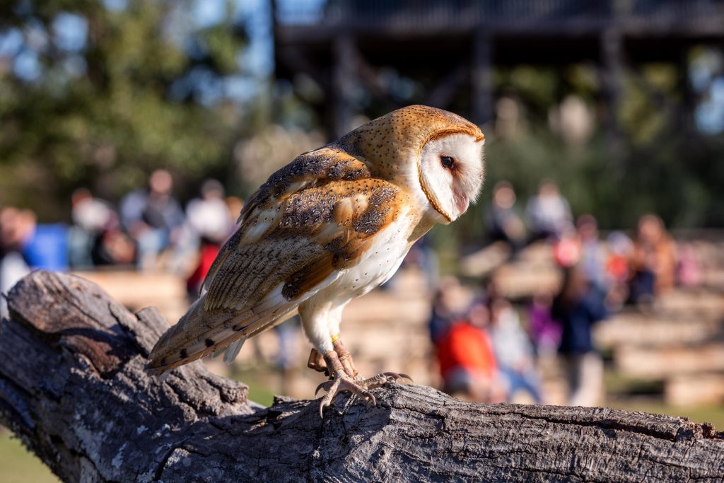 Owl on tree limb