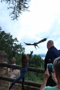 Raptor release into the wild