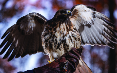 Hawk with wings spread