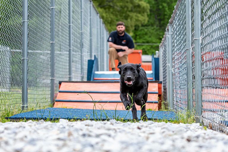 Black labrador running over obstacle course